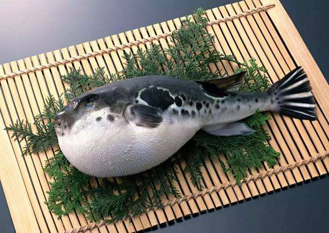 Pufferfish