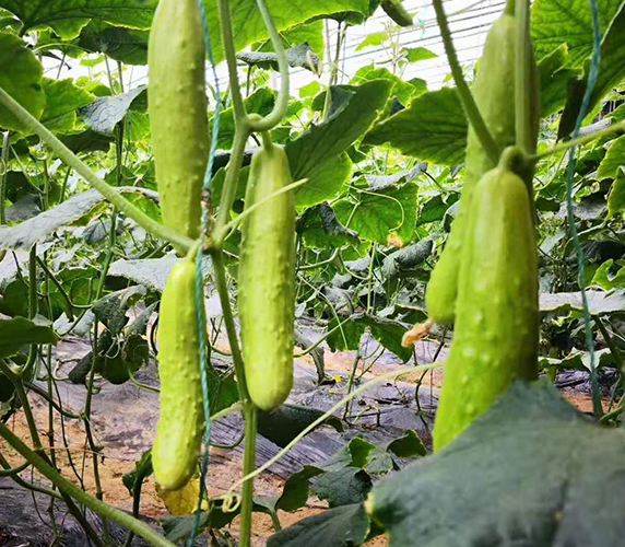 Haiyang White Jade Cucumber